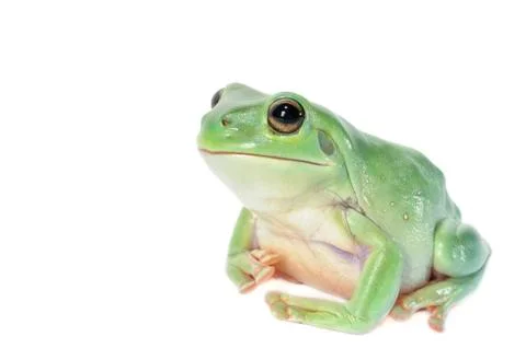 Whites tree frog Stock Photos