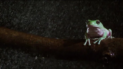 Whites tree frog in the rain slow motion Stock Footage 233697837