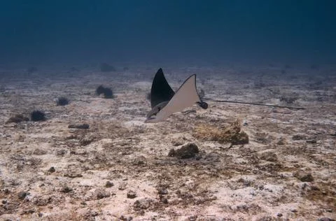 Whitespotted Eagle Ray Stock Photos