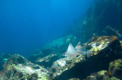 Whitespotted Eagle Ray swimming between the reef rocks of Marianne island Stock Photos