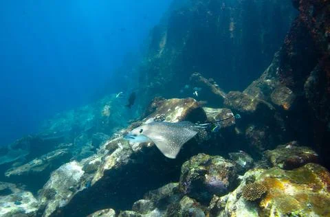 Whitespotted Eagle Ray swimming between the reef rocks of Marianne island Stock Photos