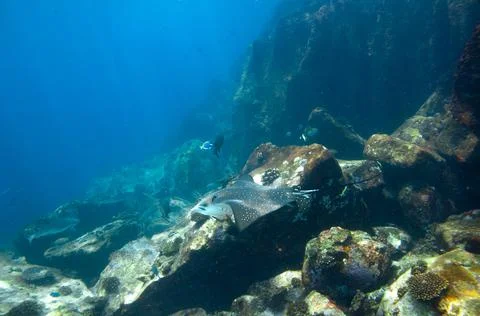 Whitespotted Eagle Ray swimming between the reef rocks of Marianne island Stock Photos