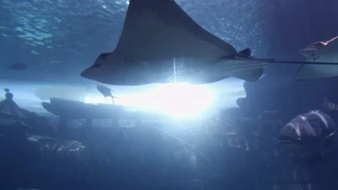 Whitespotted Eagle Rays Swimming In Clear Water With Bright Light In Stock Footage 195203168