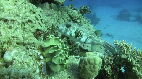 Whitespotted puffer - arothron hispidus Stock Footage 58191271