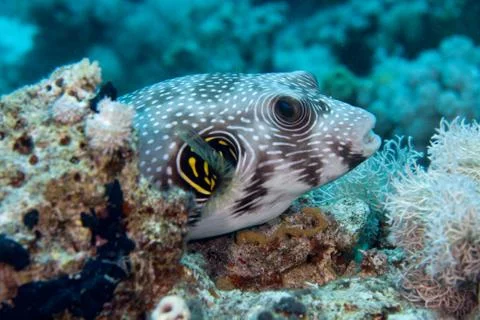 Whitespotted Puffer - Arothron hispidus Stock-Fotos