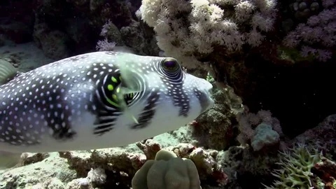 Whitespotted puffer (Arothron hispidus) in Red sea Egypt Video stock 80317638