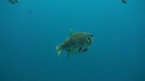 Whitespotted puffer Stock Footage 10723884