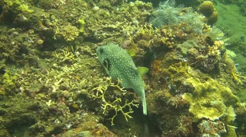 Whitespotted puffer Stock Footage 10737038