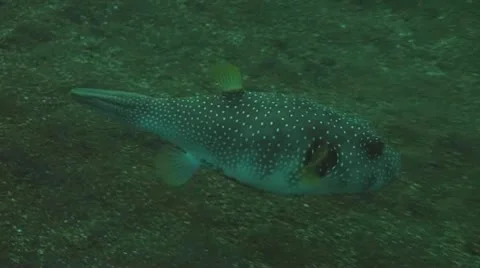 Whitespotted puffer Stock Footage 10737044