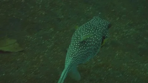 Whitespotted puffer Stock Footage 10737049