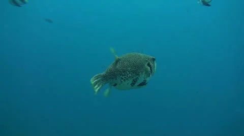 Whitespotted puffer Stock Footage 10737052