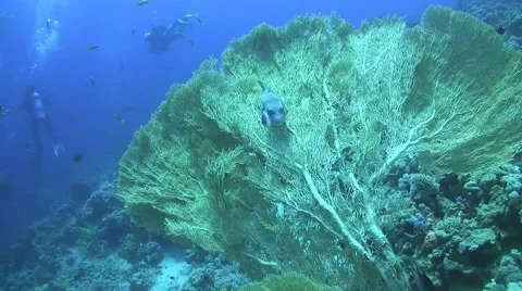 Whitespotted puffer Stock Footage 56031940