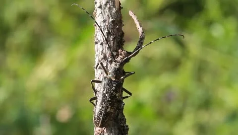 Whitespotted Sawyer Beetle female moving, Monochamus scutellatus Stock Footage