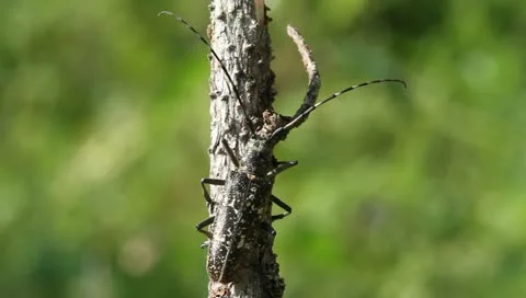 Whitespotted Sawyer Beetle sitting on a branch, Monochamus scutellatus Stock Footage