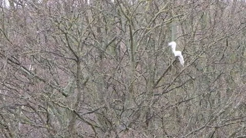 WhiteSquirrelOnTree Stock Footage 295523758