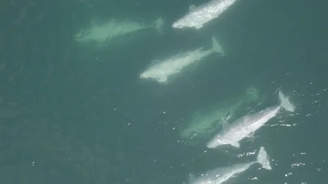 The whitest whales in the turquoise waters of Chukotka in the Pacific Stock Footage