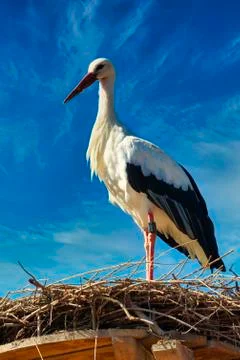 WhiteStork Stock Photos