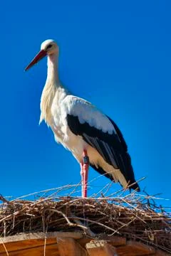 WhiteStork Foto stock
