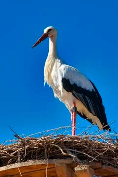WhiteStork Foto stock