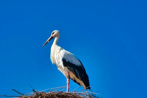 WhiteStork Stock Photos