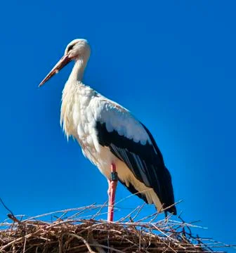 WhiteStork Foto stock