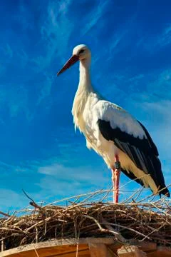WhiteStork Stock-Fotos