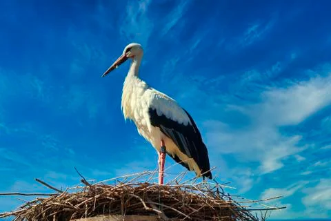 WhiteStork Foto stock