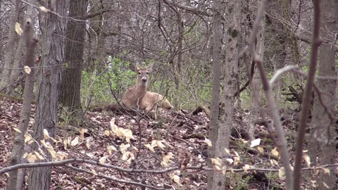 Whitetail buck bedded down no antlers Spring forest Stock Footage 74083141