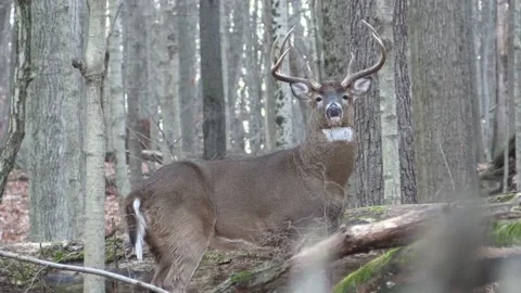 Whitetail buck broadside staring at camera Stock Footage 149083391