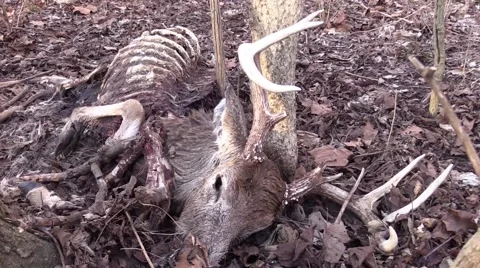 Whitetail buck carcass Stock Footage 61217002