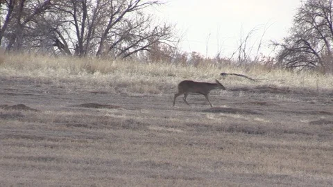 Whitetail Buck Chasing Doe During the Fall Rut Stock-Footage 120079485