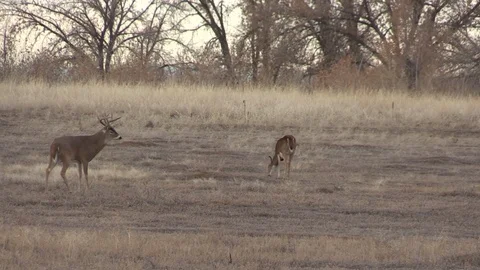 Whitetail Buck Chasing a Doe During the Fall Rut Vídeos de archivo 120136574