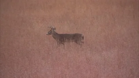 WHITETAIL BUCK DEER Stock Footage 50761864