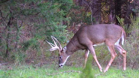 Whitetail Buck Deer Stock Footage