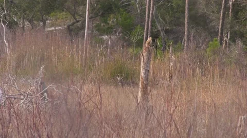 Whitetail buck deer hidden using natural camouflage blending in wit background Stock Footage 145717053