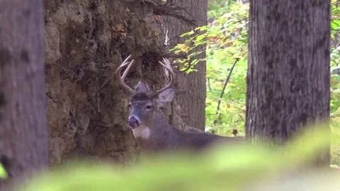 Whitetail buck deer looking for does cool fall morning Stock Footage 69244593