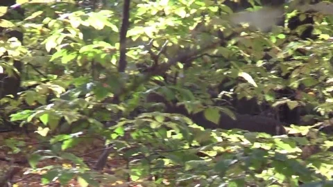 Whitetail buck deer looking for does cool fall morning Stock Footage 69244737