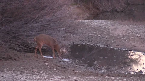Whitetail Buck Drinking Stock-Footage 33367645