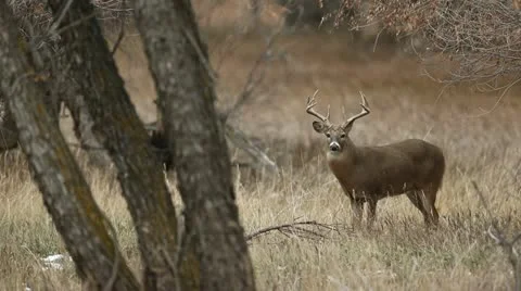 Whitetail Buck Video stock 20526739