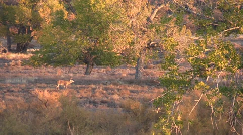 Whitetail Buck Stock-Footage 32540600