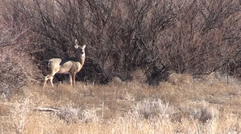 Whitetail Buck Vídeos de archivo 33251052