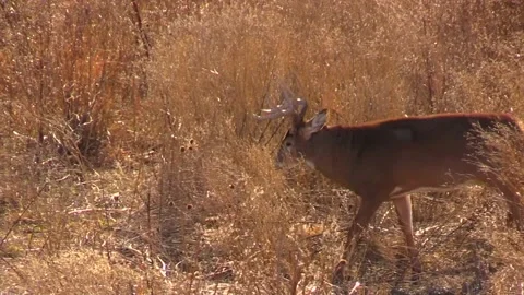 Whitetail Buck Video stock 167424782