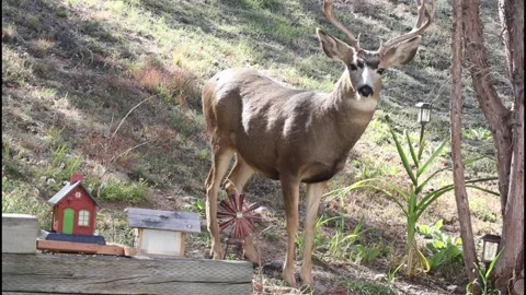 Whitetail Buck Stock Footage 272660736