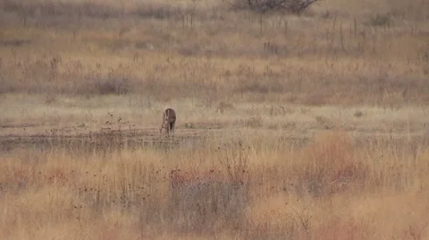 Whitetail Buck Grazing Vídeos de archivo 44708588