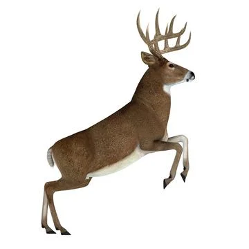 Whitetail Buck Jumping Stock Illustration