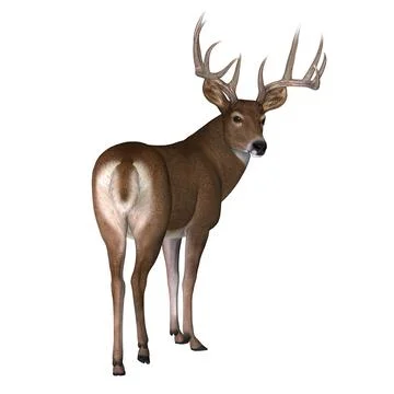 Whitetail Buck Looking Stock Illustration