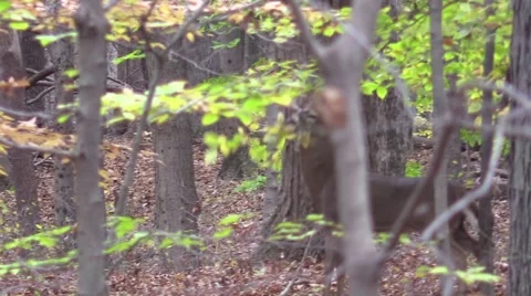 Whitetail buck monster 12 making scrape Stock Footage 59127802