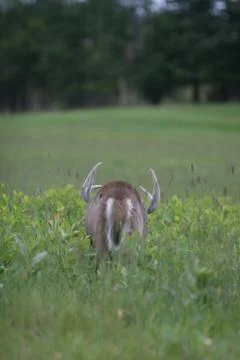 Whitetail Buck Stock Photos