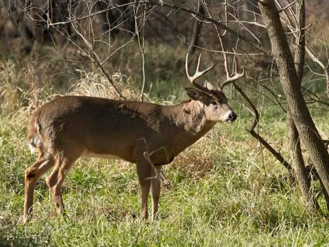 Whitetail Buck Stock Photos