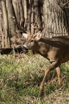 Whitetail Buck Stock Photos